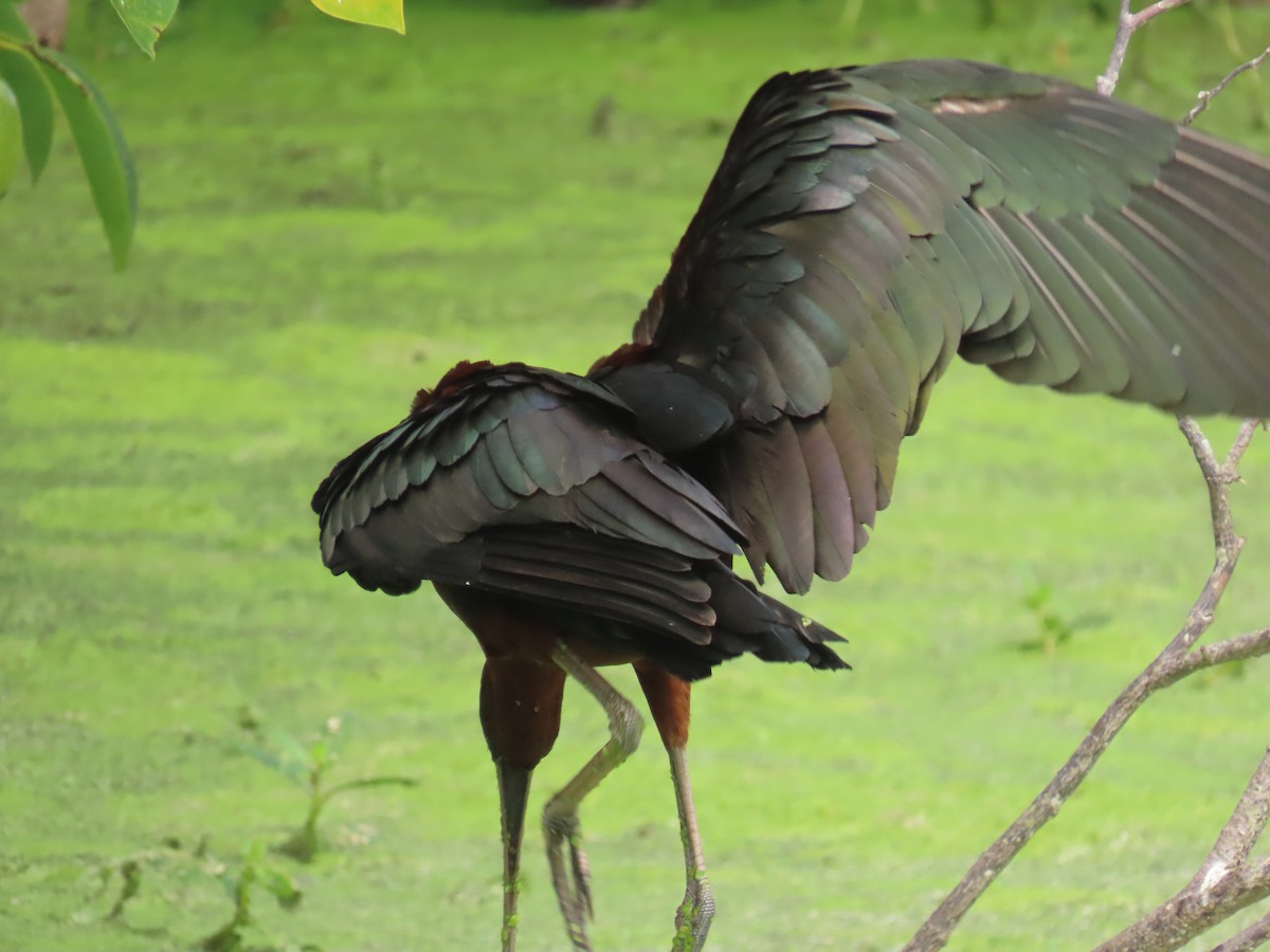 Glossy Ibis - ML659342921