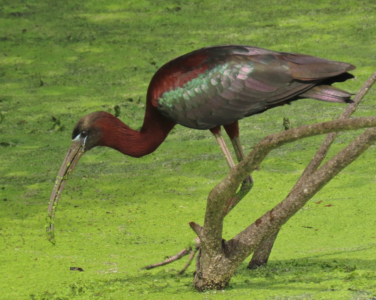Glossy Ibis - ML659342922