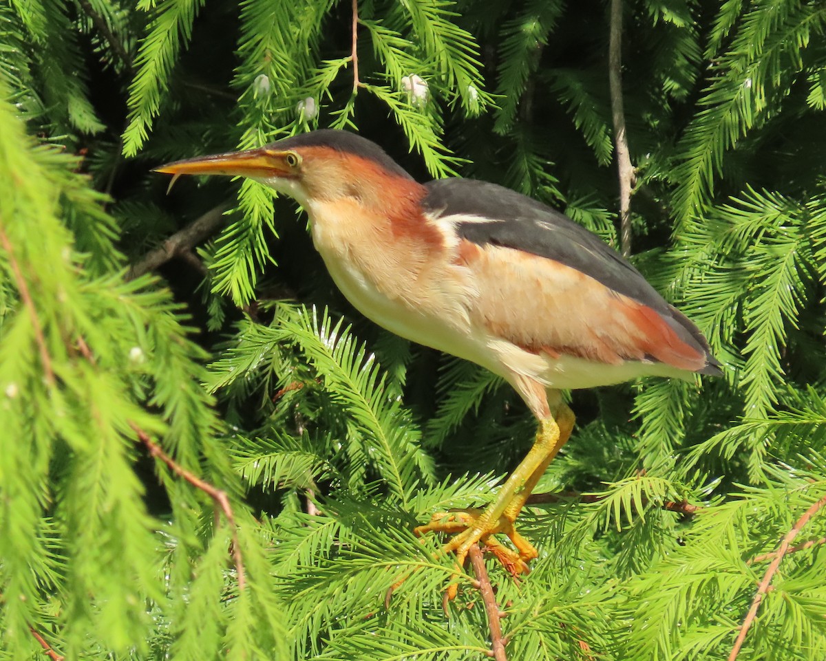 Least Bittern - ML659342934