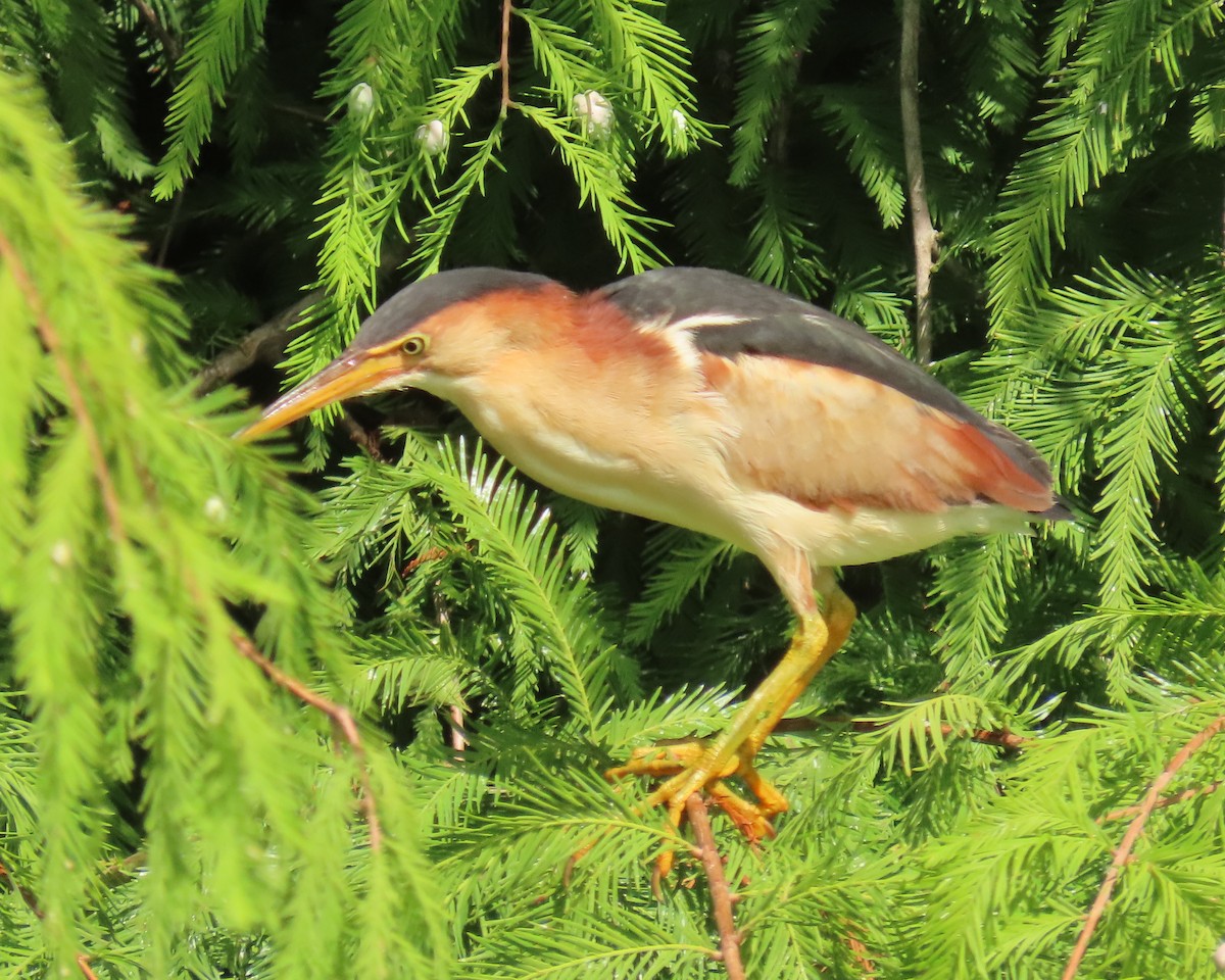 Least Bittern - ML659342935
