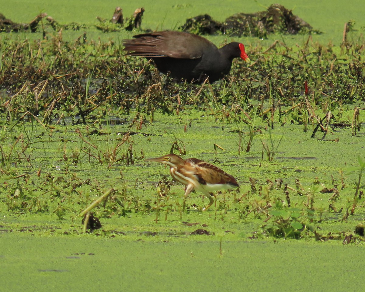Least Bittern - ML659342956