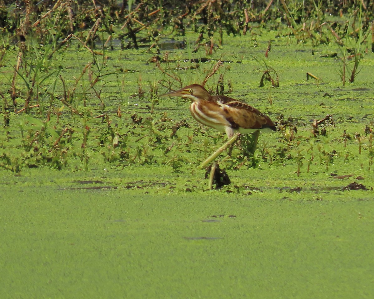 Least Bittern - ML659342957