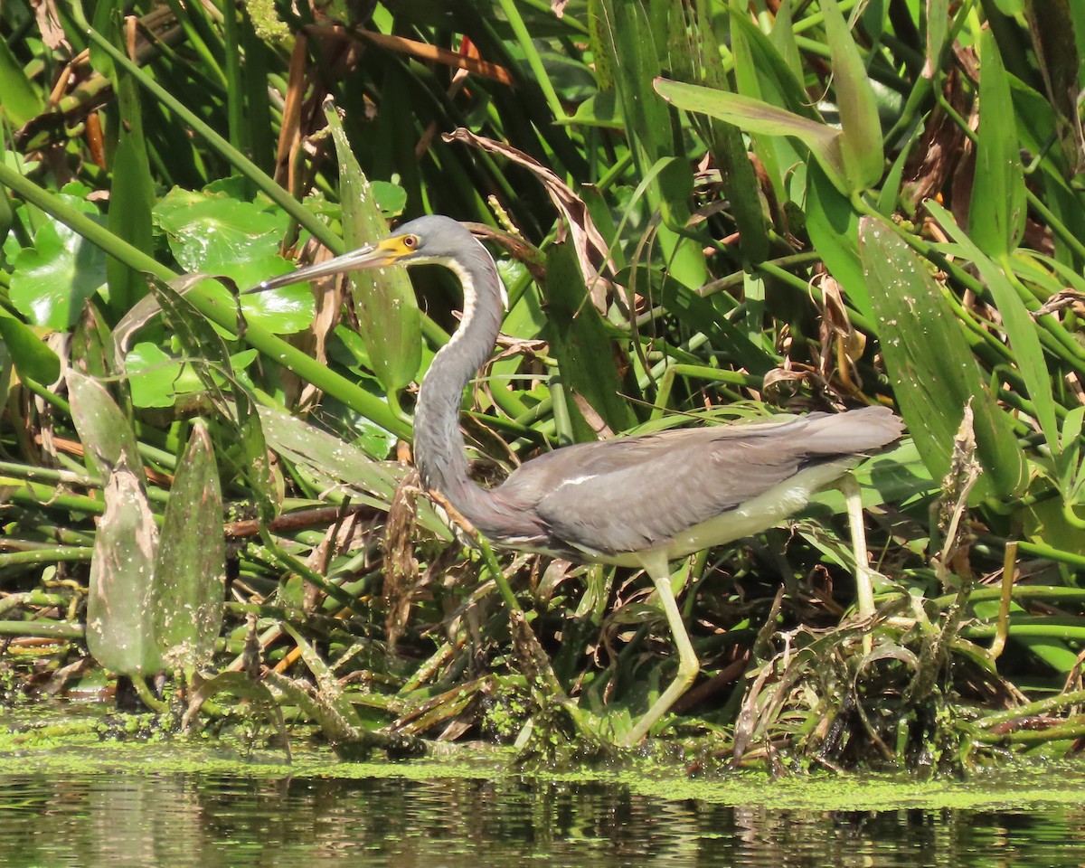 Tricolored Heron - ML659342976