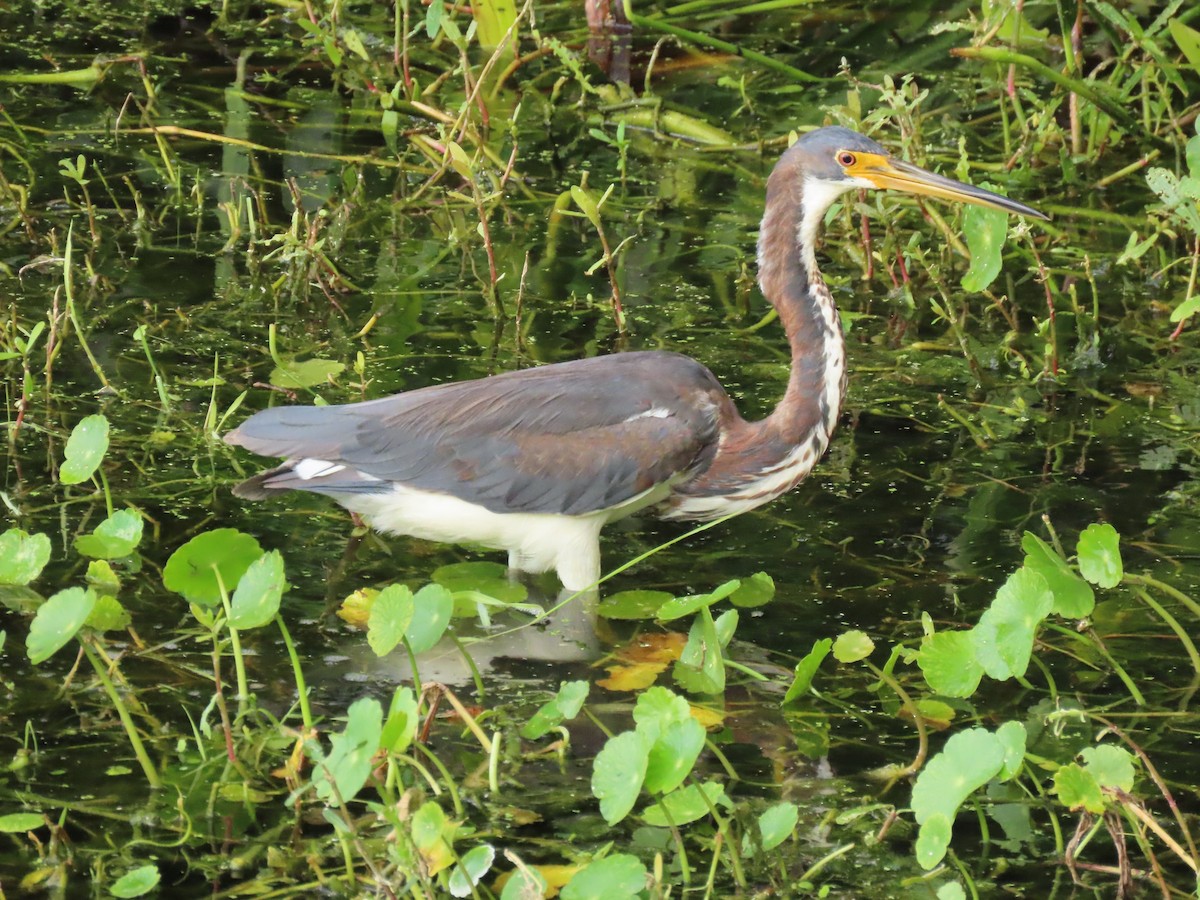 Tricolored Heron - ML659342977