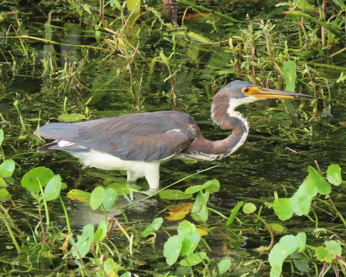 Tricolored Heron - ML659342978