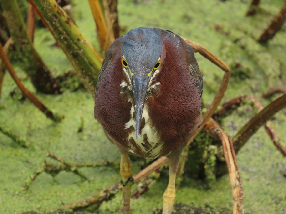 Green Heron - ML659342996