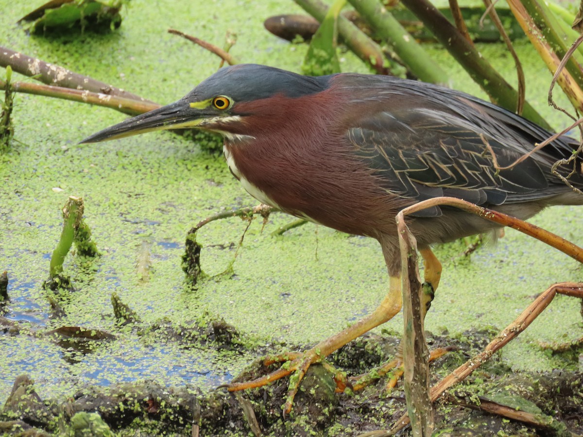 Green Heron - ML659342998
