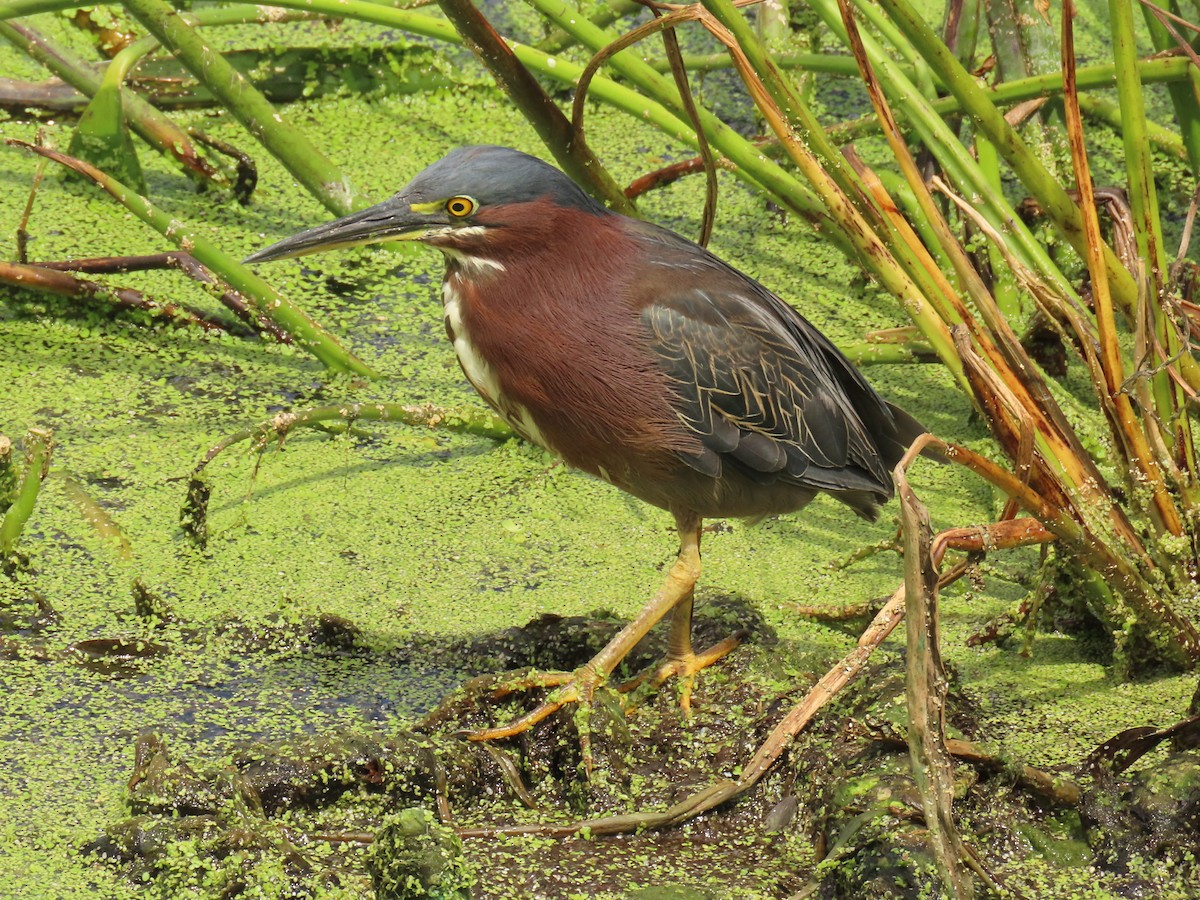 Green Heron - ML659342999