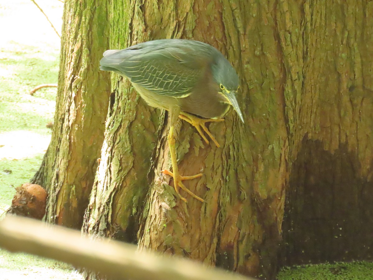 Green Heron - ML659343000