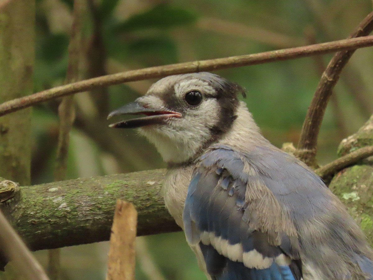 Blue Jay - ML659343023