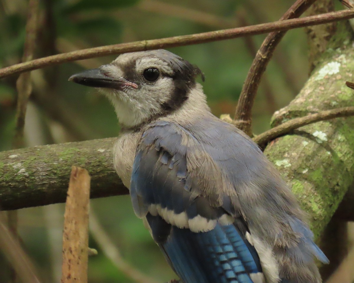 Blue Jay - ML659343024