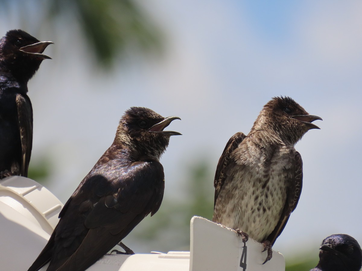 Purple Martin - ML659343041