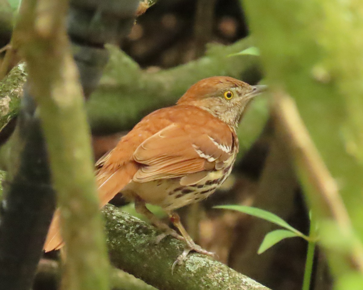 Brown Thrasher - ML659343059