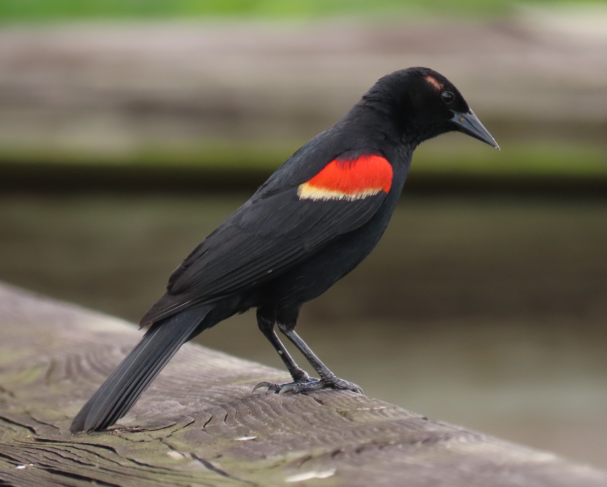 Red-winged Blackbird - ML659343069