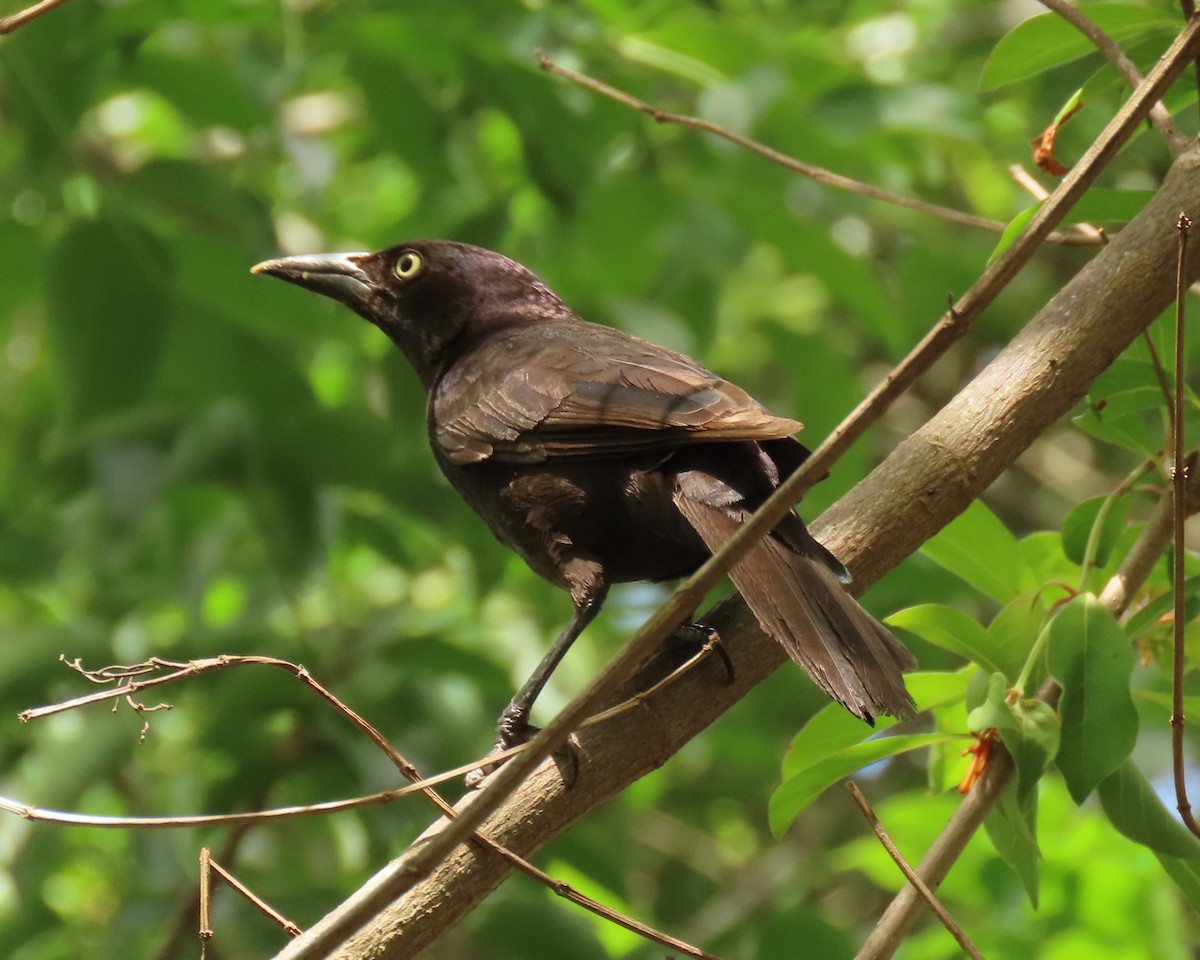 Common Grackle - ML659343093