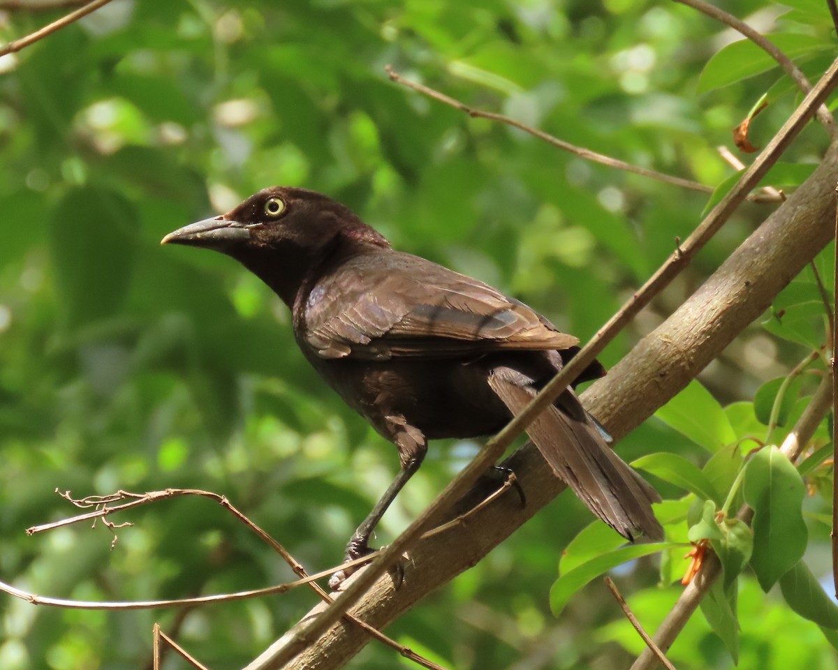 Common Grackle - ML659343094