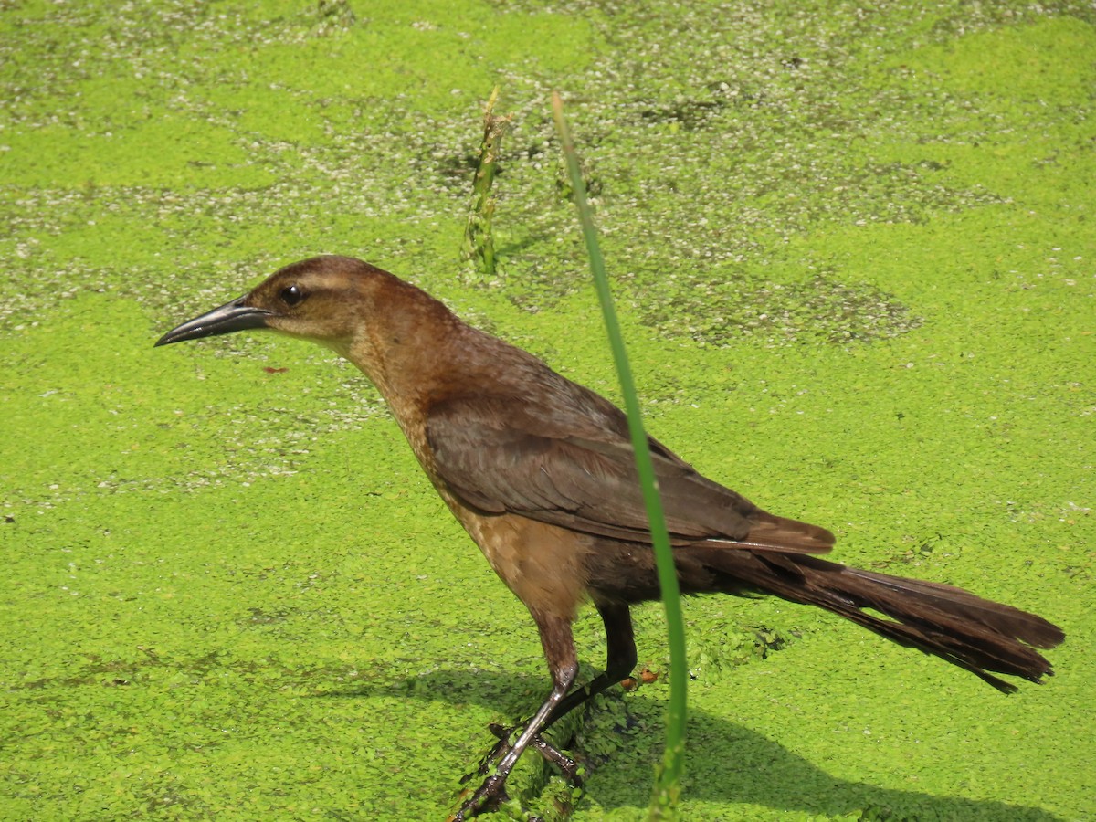 Boat-tailed Grackle - ML659343111
