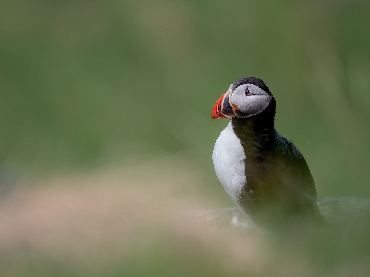 Atlantic Puffin - ML659343739