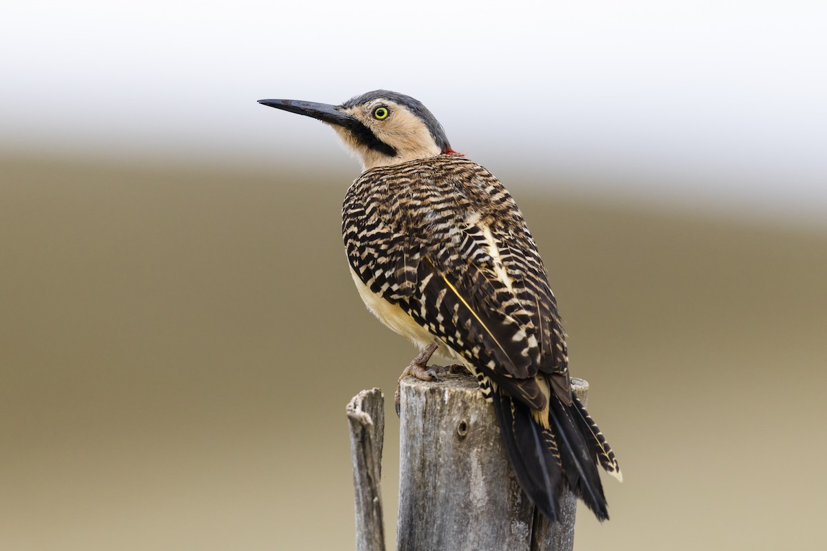 Andean Flicker - ML659344019