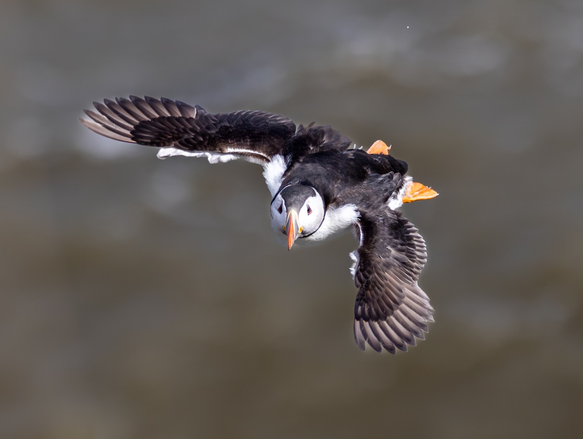 Atlantic Puffin - ML659344027