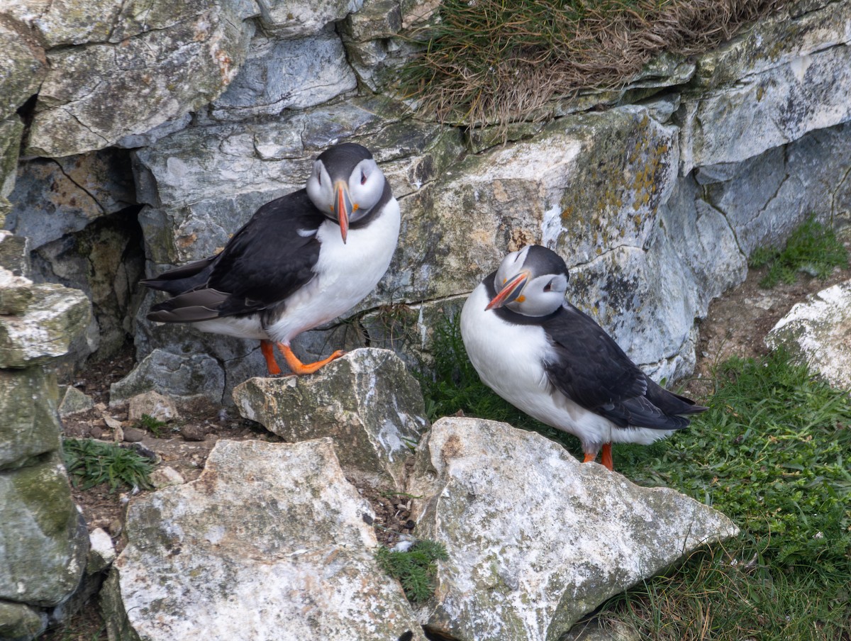 Atlantic Puffin - ML659344028