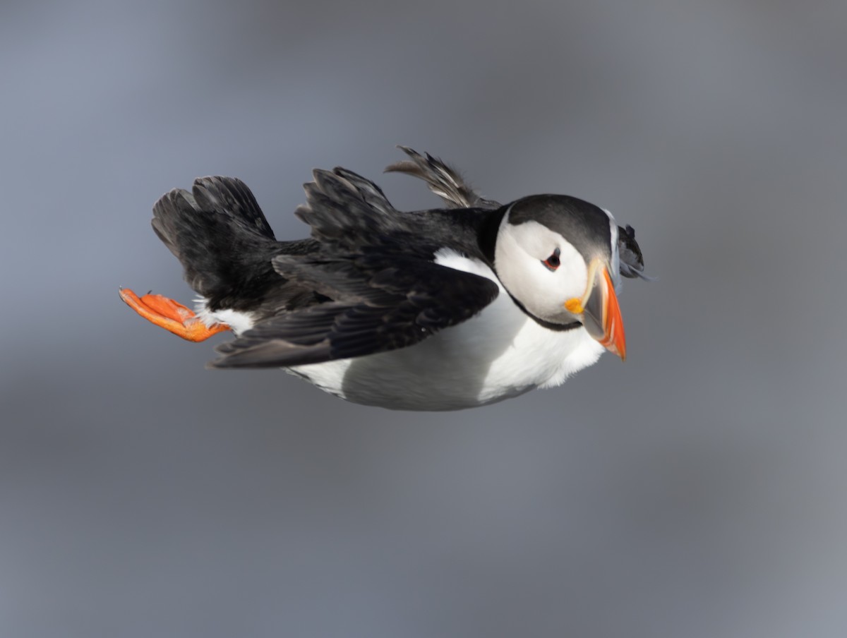 Atlantic Puffin - ML659344029