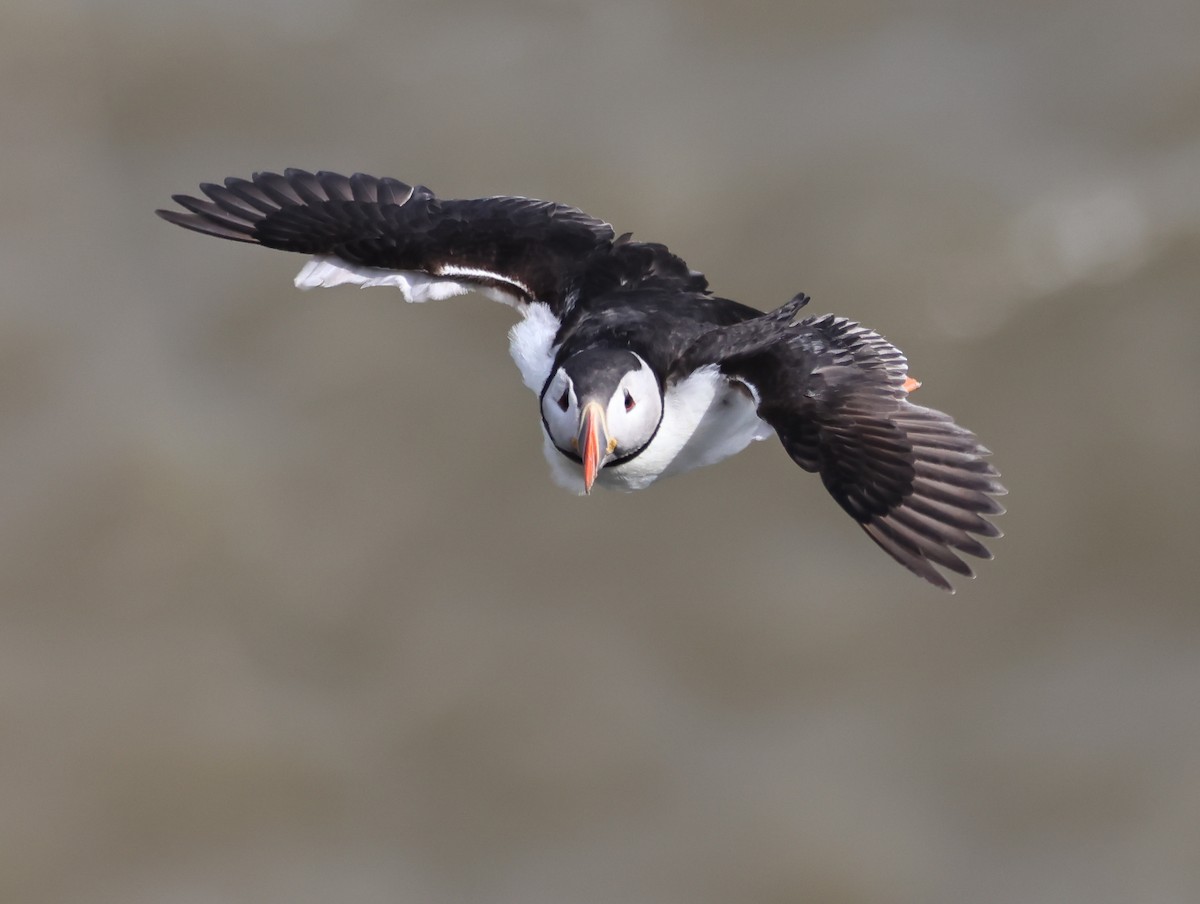 Atlantic Puffin - ML659344030