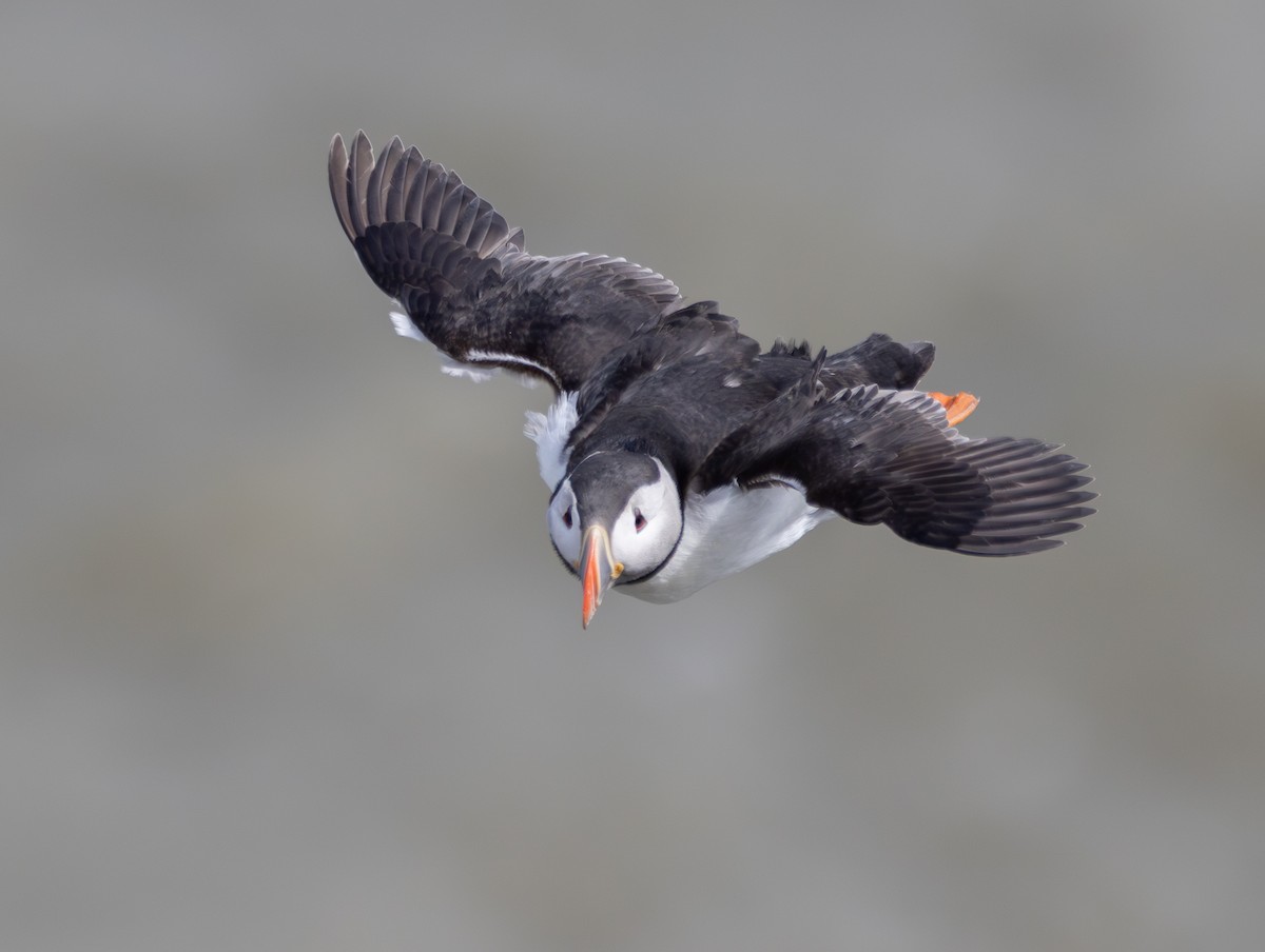 Atlantic Puffin - ML659344031