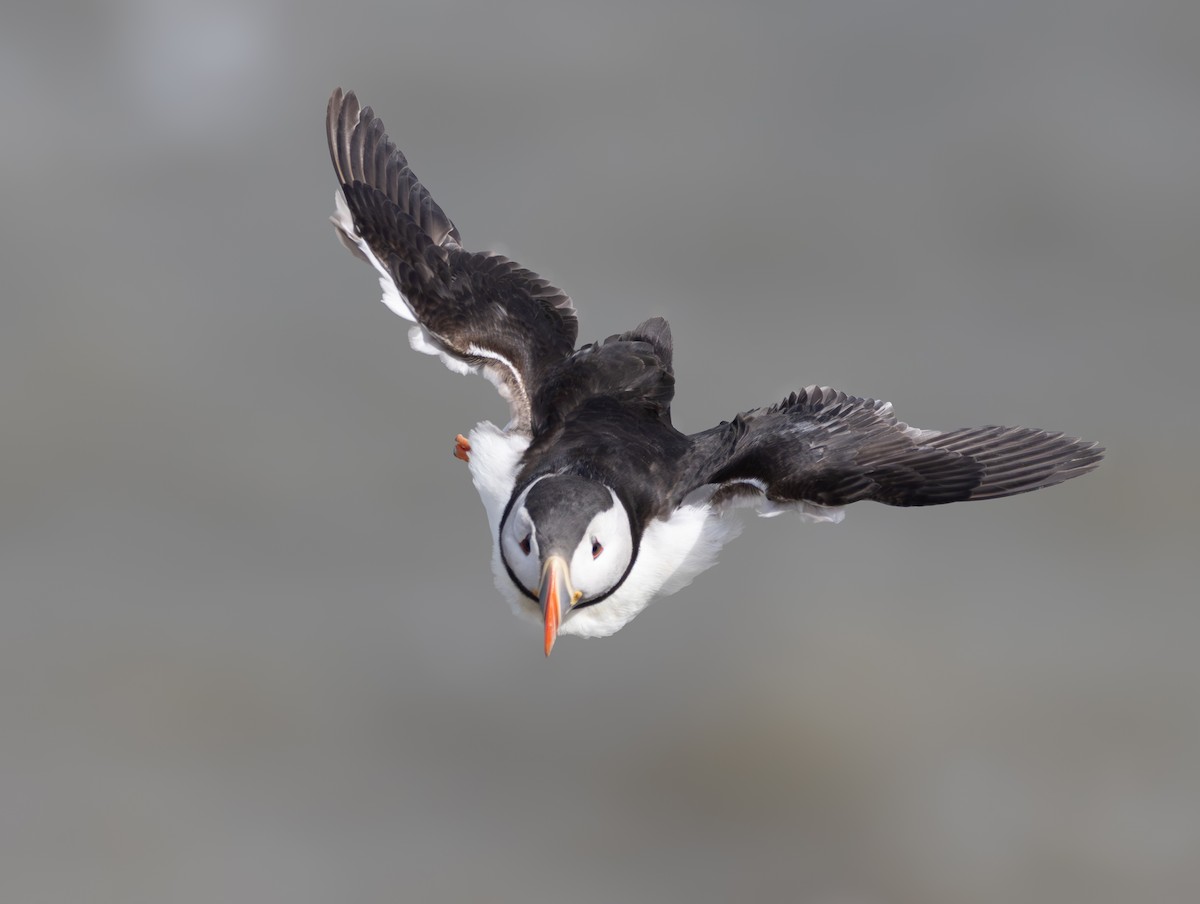 Atlantic Puffin - ML659344032
