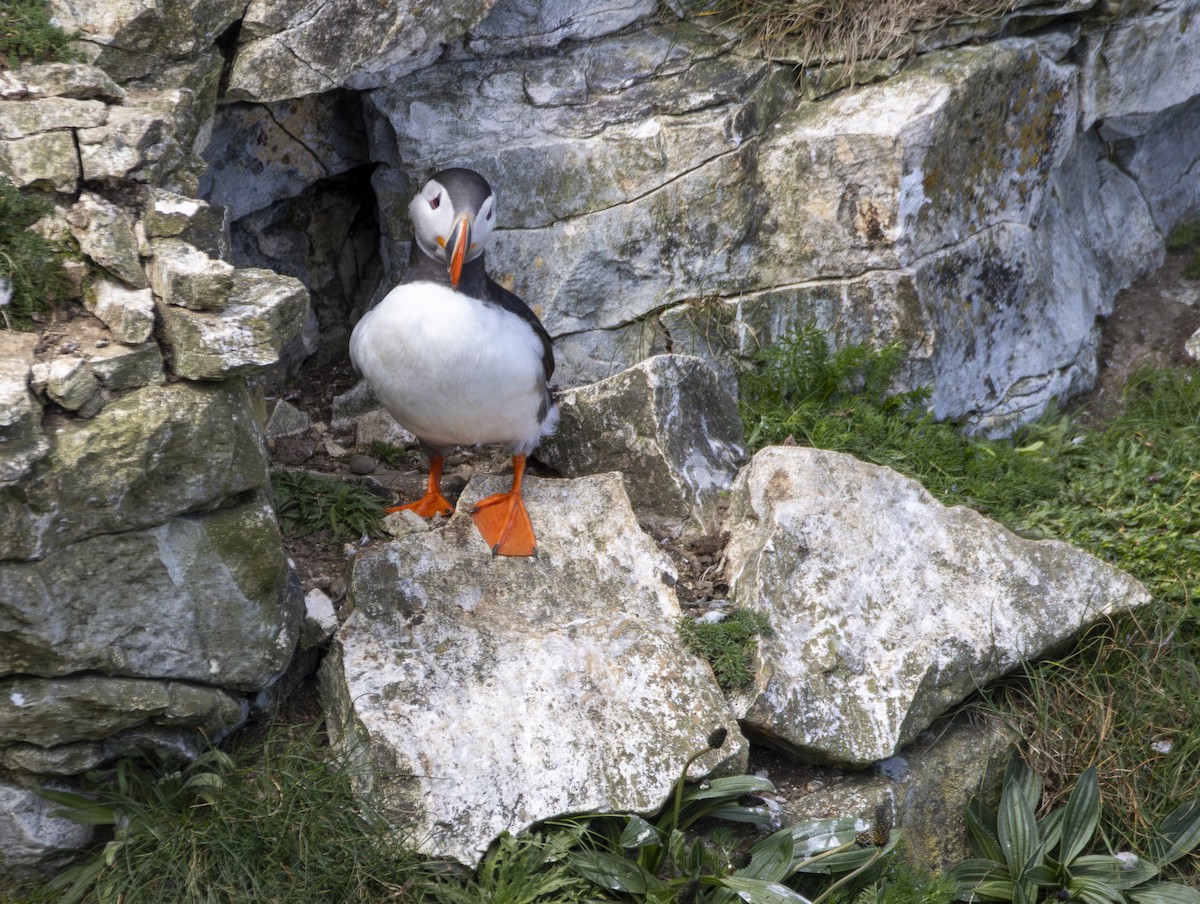 Atlantic Puffin - ML659344033