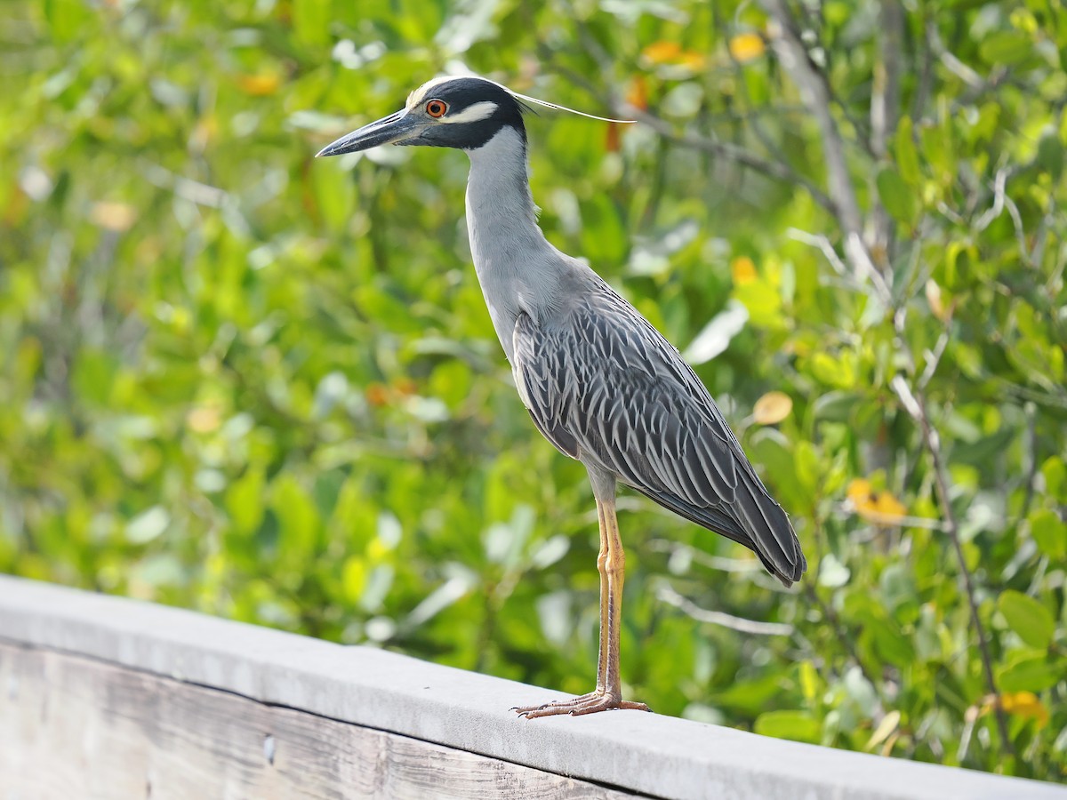 Yellow-crowned Night Heron - ML659344043