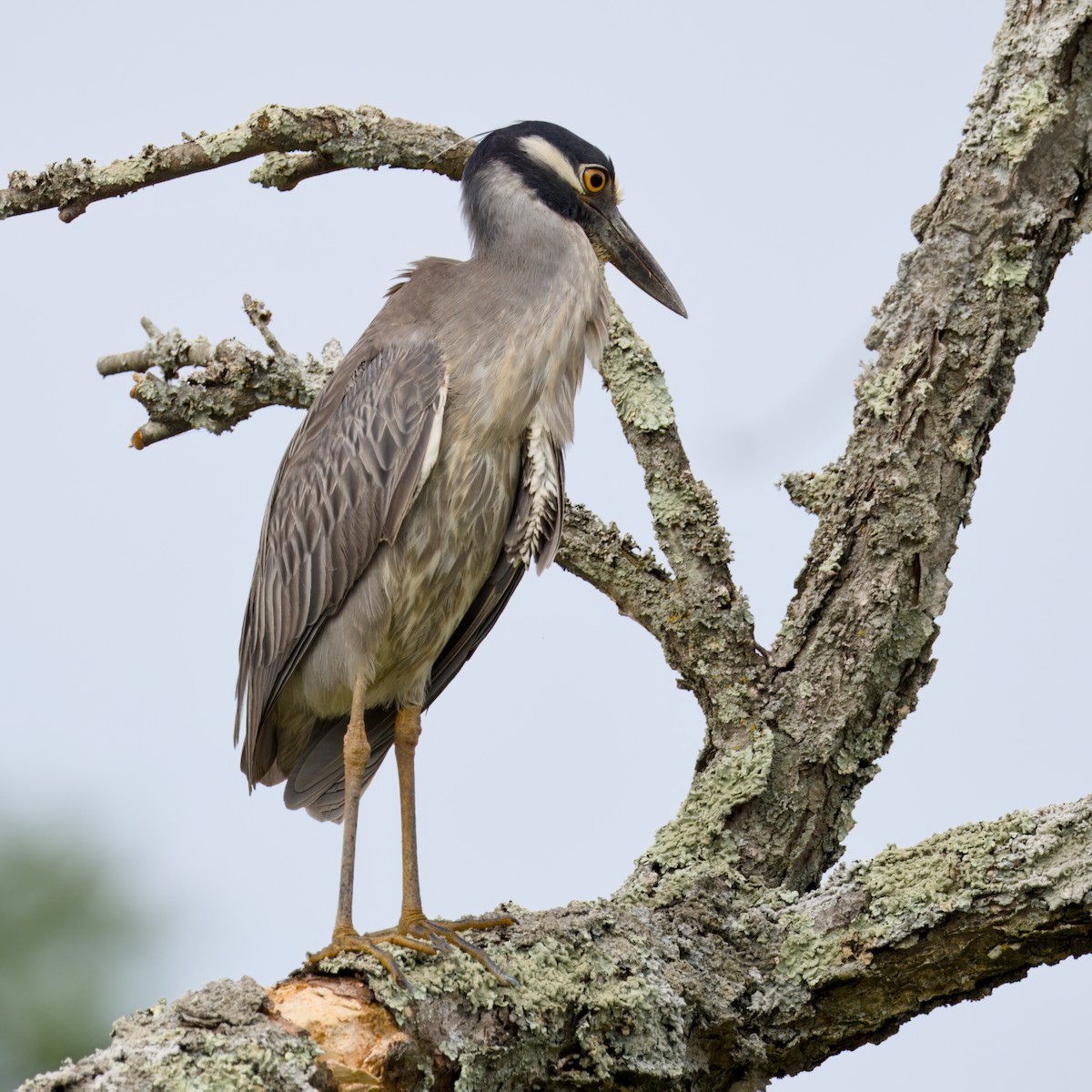 Yellow-crowned Night Heron - ML659344045