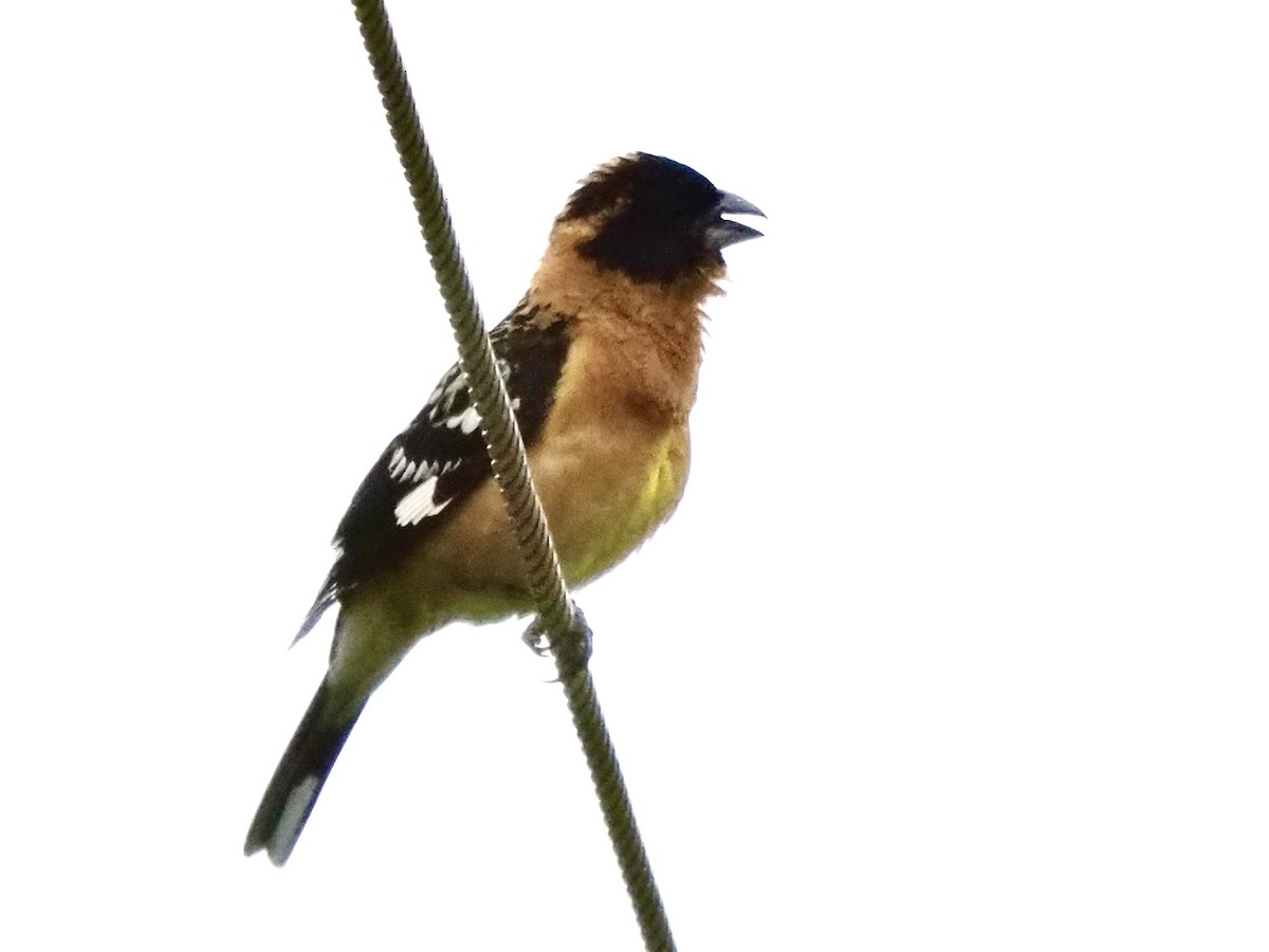 Black-headed Grosbeak - ML659344048