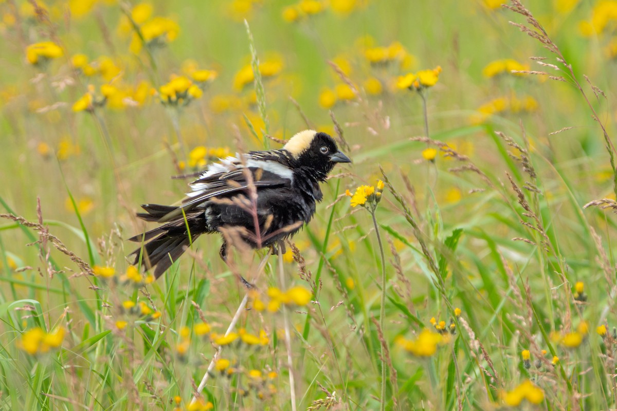 Bobolink - ML659344049