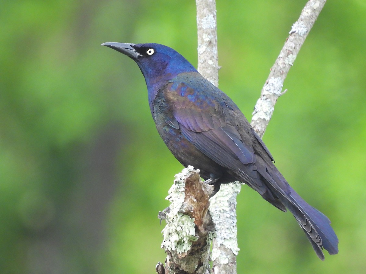Common Grackle - ML659344052