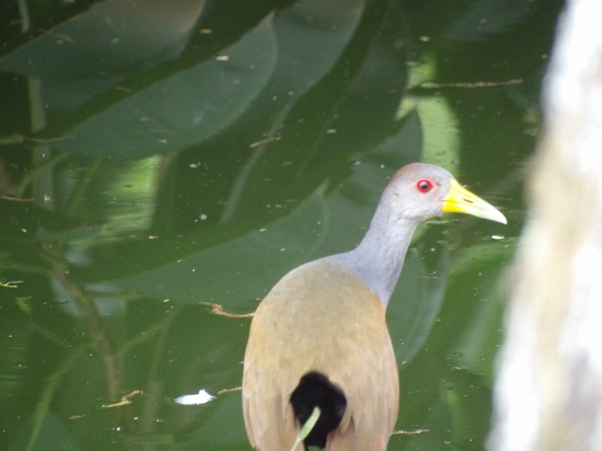 Gray-cowled Wood-Rail (Gray-cowled) - ML659344053
