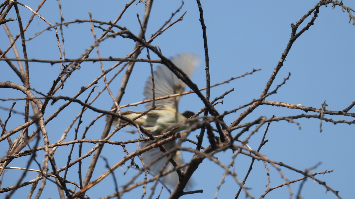 Melodious Warbler - ML659344054