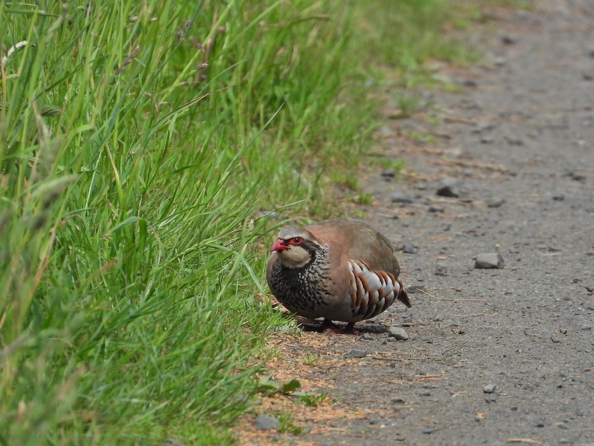 Red-legged Partridge - ML659344055