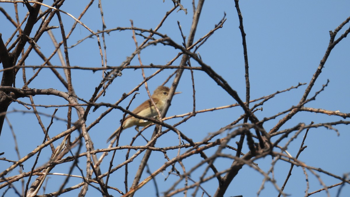 Melodious Warbler - ML659344056