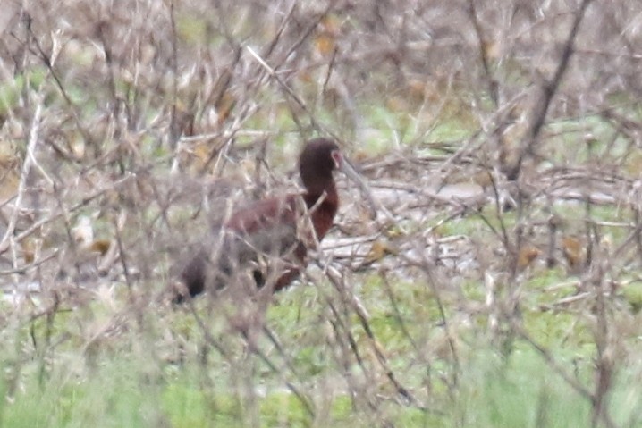 White-faced Ibis - ML659344057