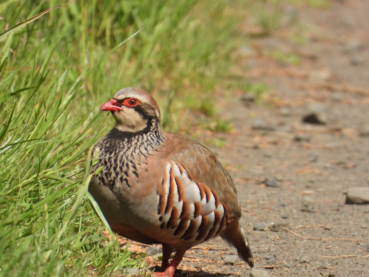 Red-legged Partridge - ML659344061