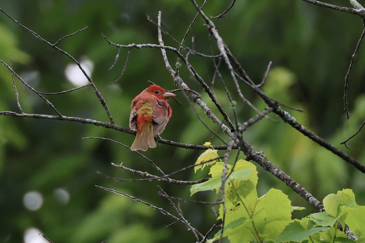 Summer Tanager - ML659344062