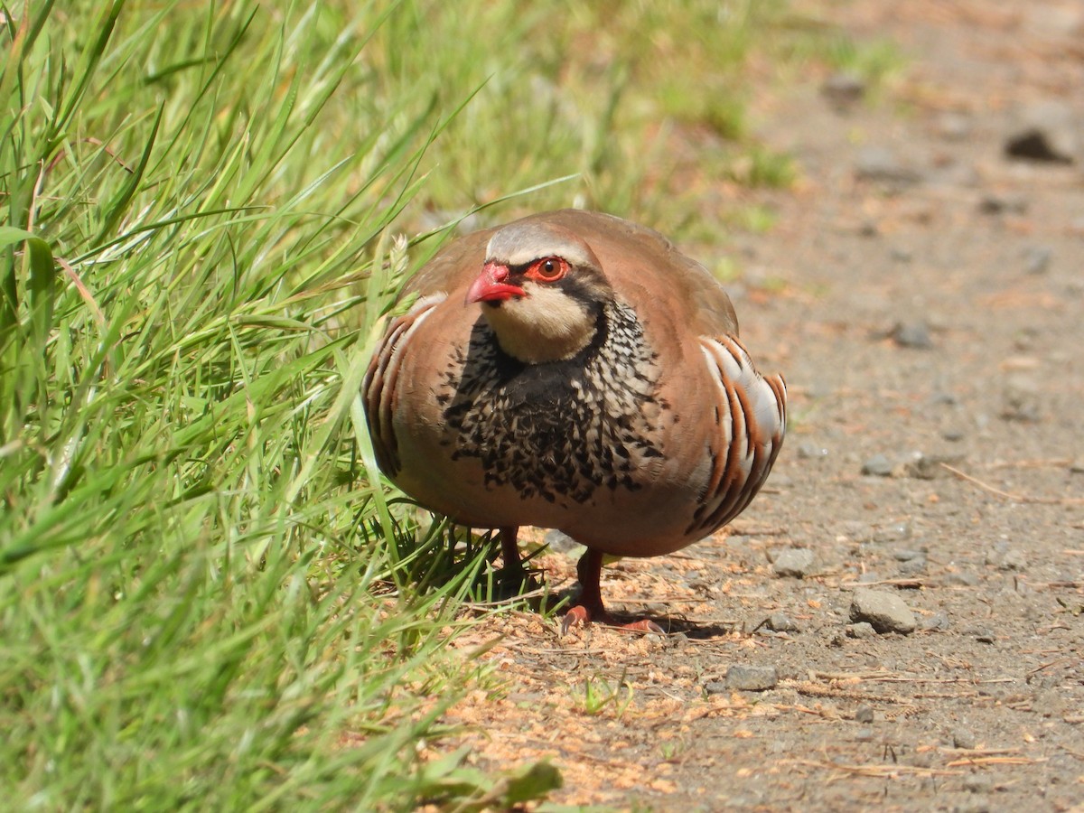 Red-legged Partridge - ML659344063