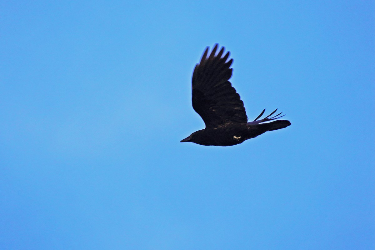 American Crow - ML659344064