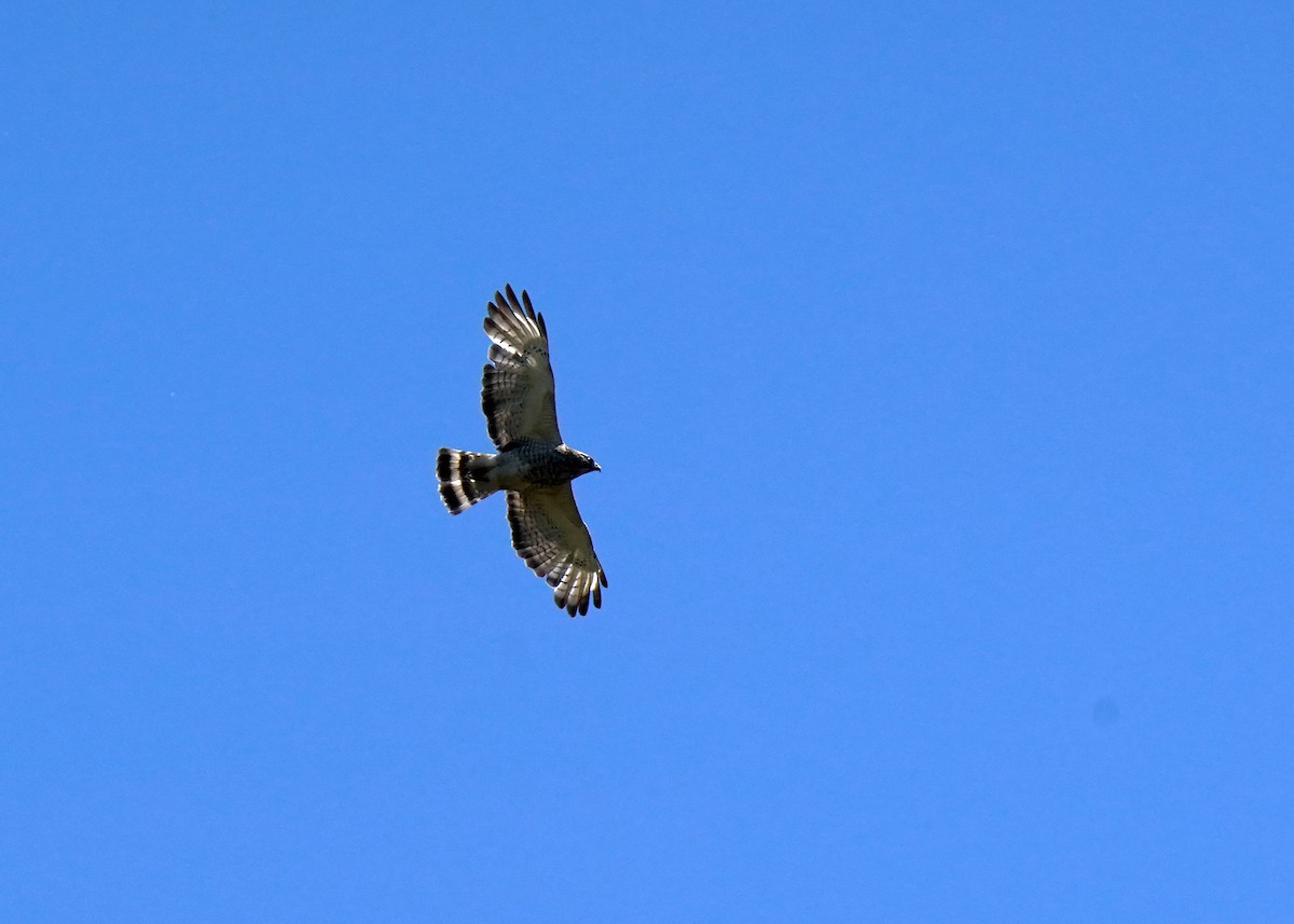 Broad-winged Hawk - ML659344065