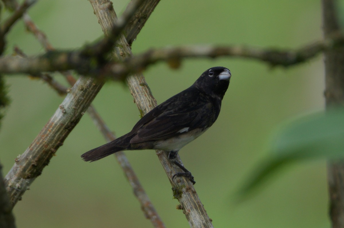 Yellow-bellied Seedeater - ML659344066
