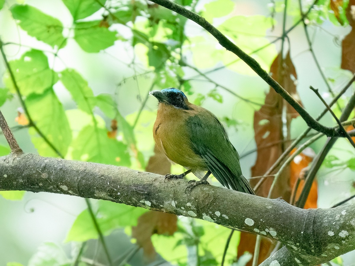 Amazonian Motmot - ML659344067