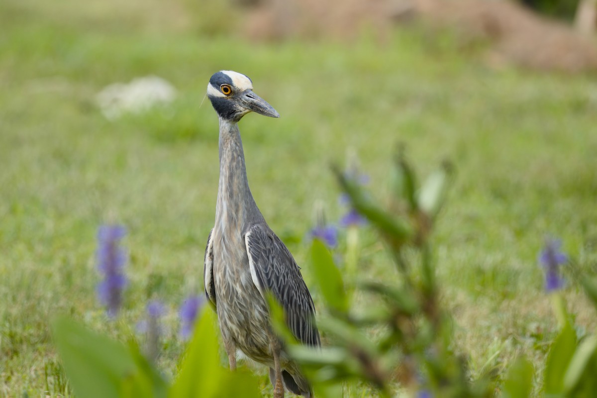 Yellow-crowned Night Heron - ML659344068