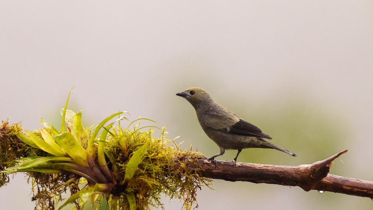 Palm Tanager - ML659344071