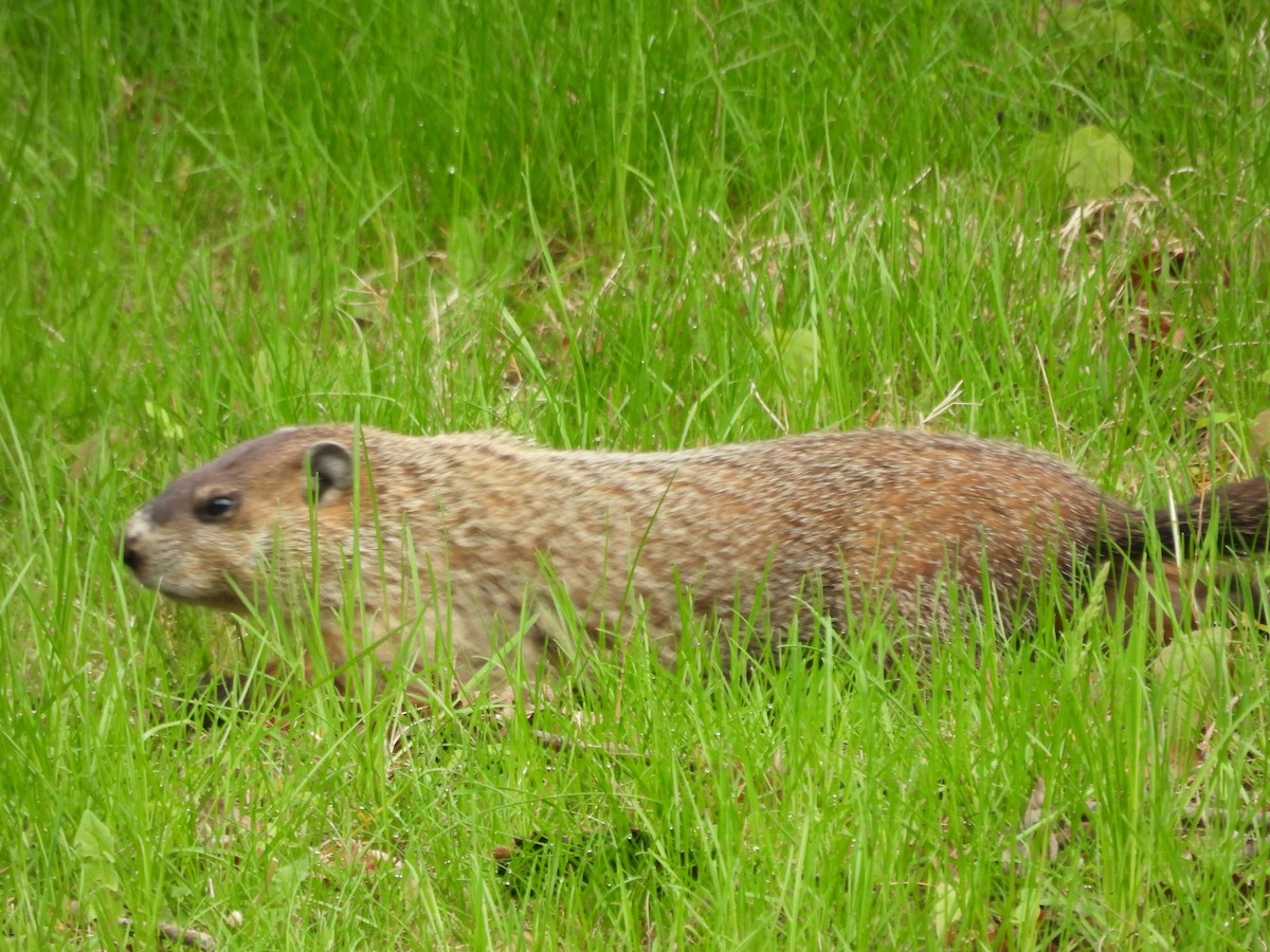 美洲旱獺 - ML659344072